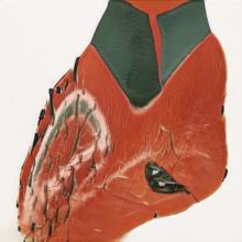 Edcorts Te Paki Northland